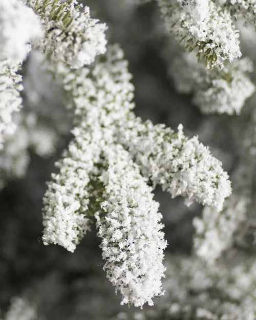 Árvore de Natal Nevada Frosted Fraser com Galhos Articulados, Suporte Metálico e Micro LEDs Embutidos 3