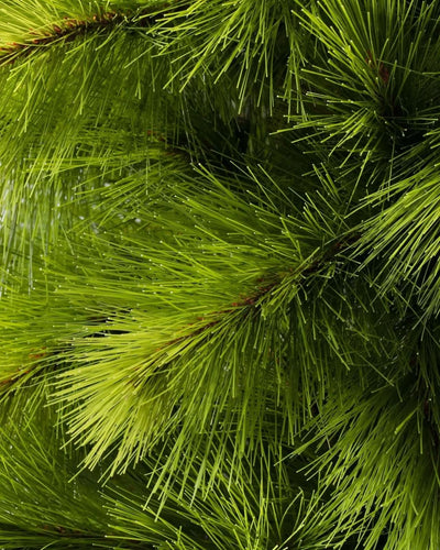 Árvore de Natal Monterey Pine Slim com Galhos Articulados, Suporte Metálico e Micro LEDs Embutidos 3